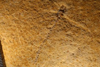 Media type: image;   Entomology PALE-11509